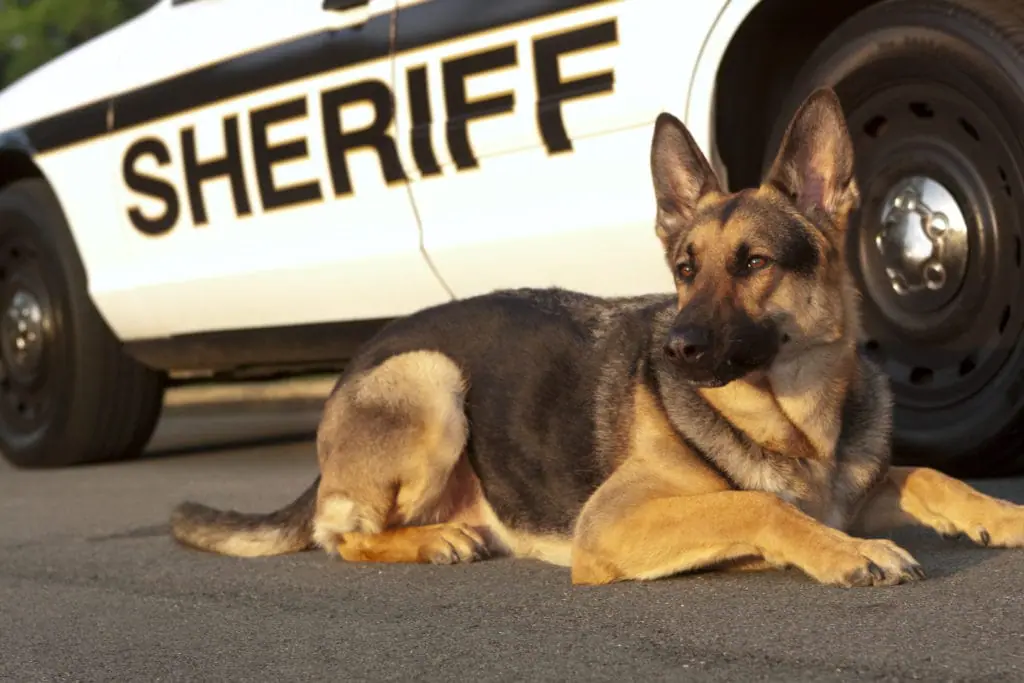 Canine Unit