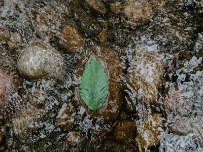 Leaf in Water | Destination Zero